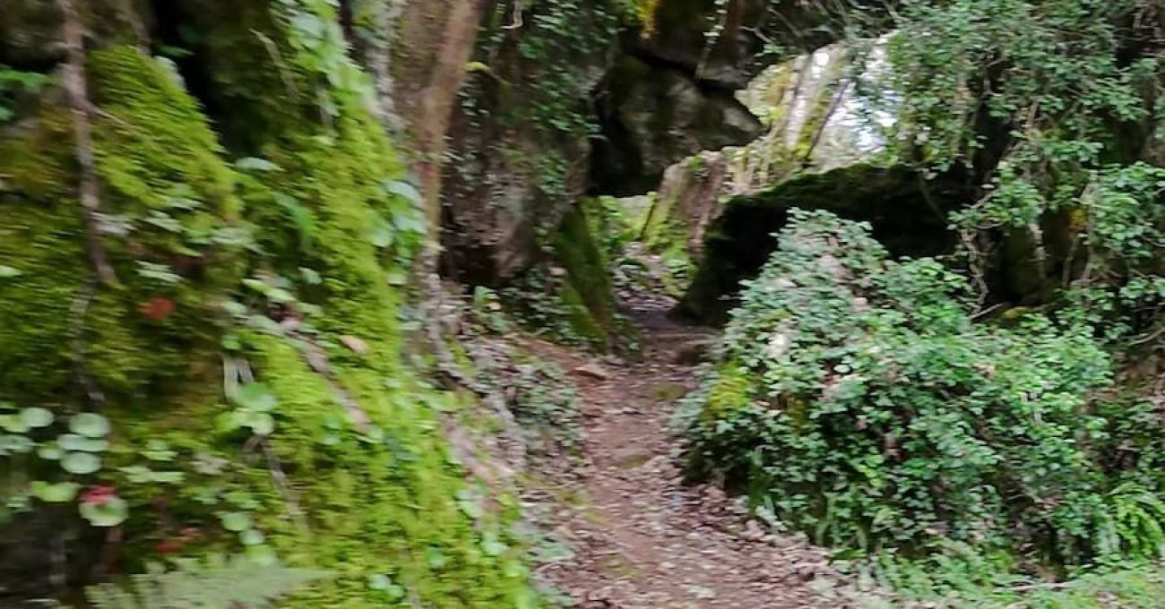 Bosque da Grueira Bosque da Grueira