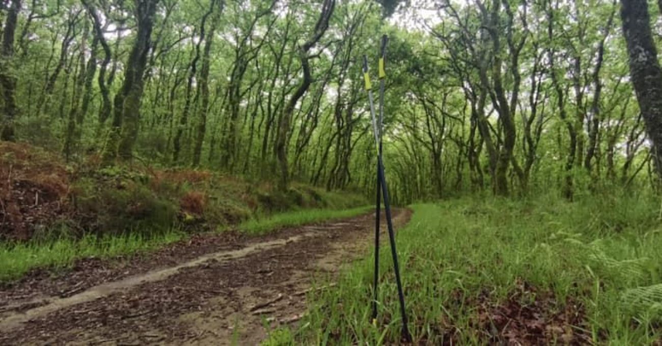 Walkear entre el despertar de la naturaleza: un placer para los sentidos Walkear entre el despertar de la naturaleza: un placer para los sentidos