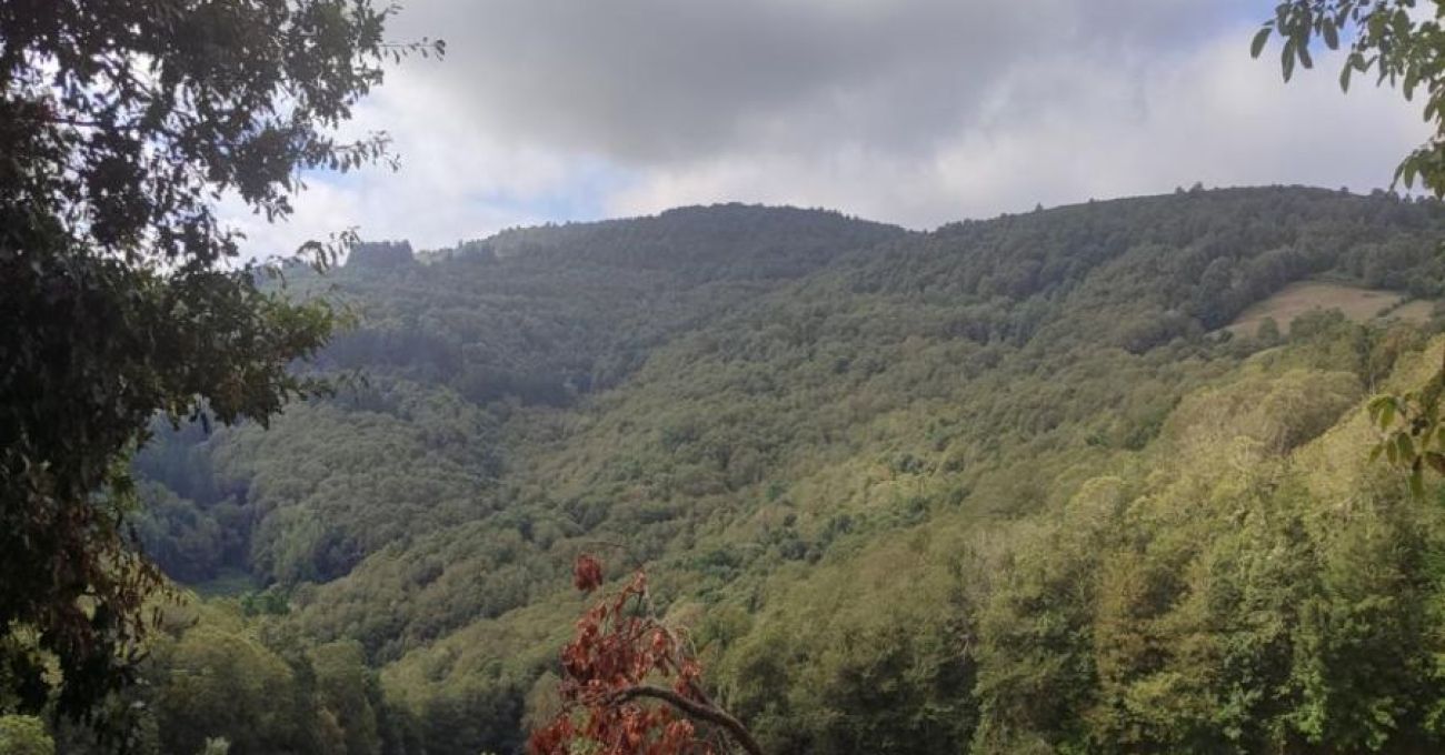 Bosque dos Grobos Bosque dos Grobos