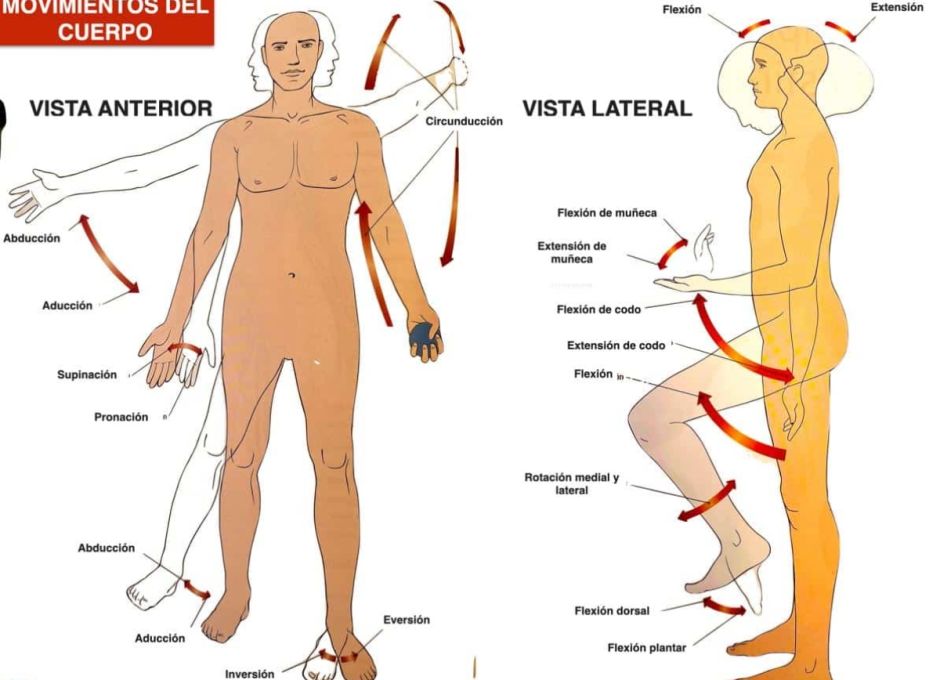 El cuerpo y sus movimientos El cuerpo y sus movimientos