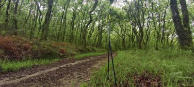 Bosque llenos de matices del verde
